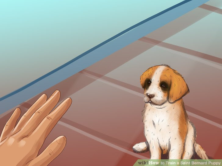 Train a Saint Bernard Puppy Step 3 Version 3.jpg