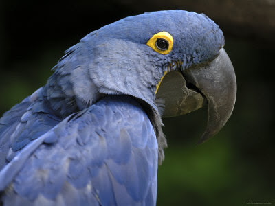 Hyacinth Macaw click for