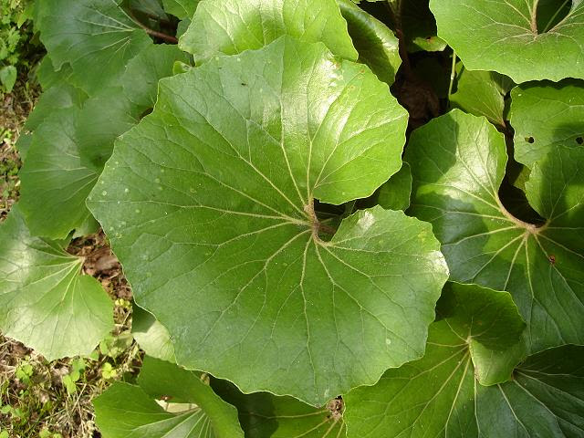 石川県森林公園の野草と公園のご紹介 食べられる野草と毒草