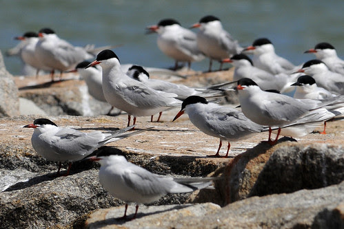 group terns rock