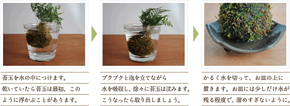 苔玉水苔