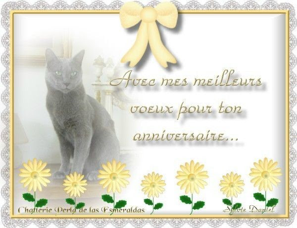 Joyeux Anniversaire Avec Que Des Chats