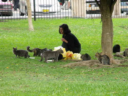 Gatos en el Parque Central de Miraflores (by javi270270)