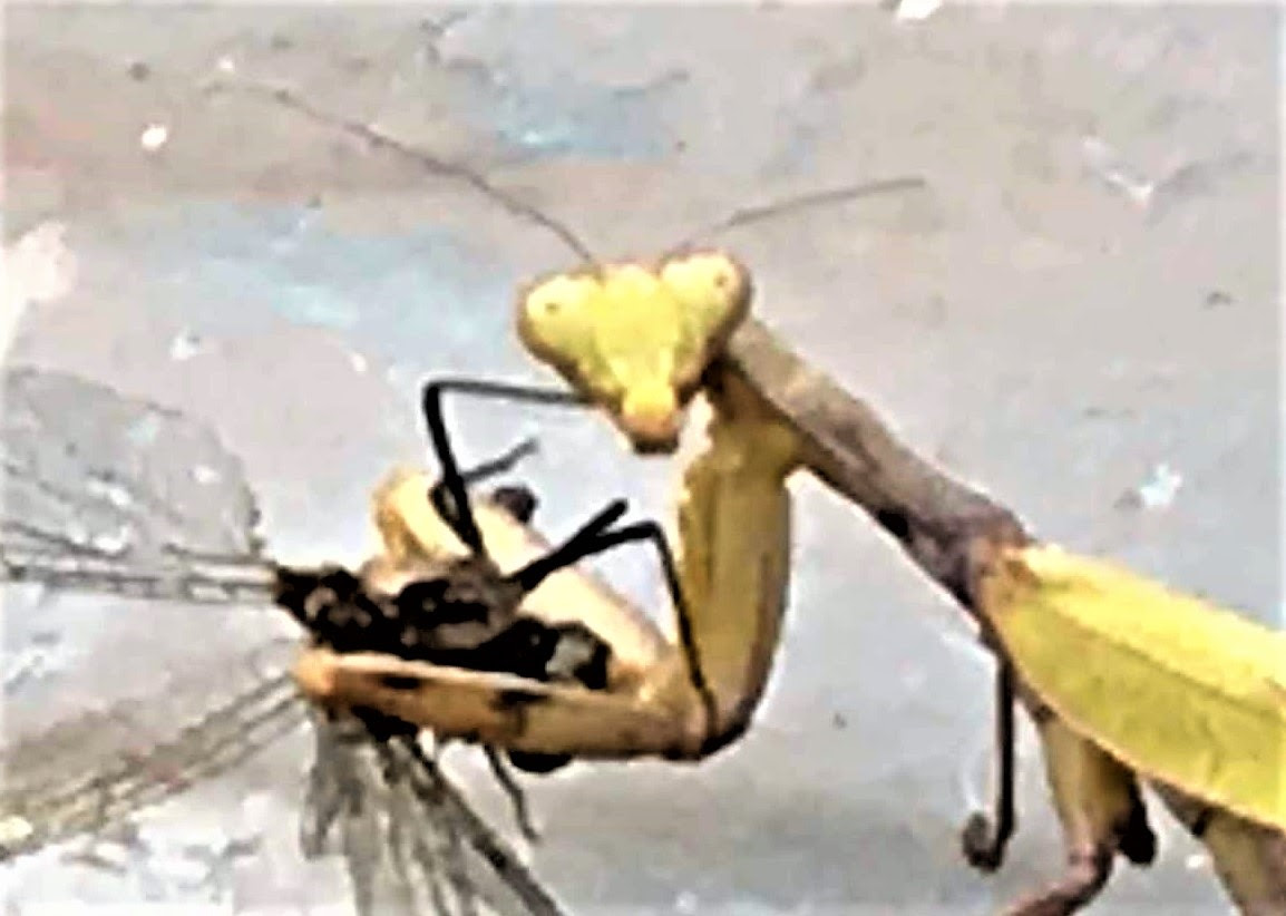 カマキリに睨みつけられた カマキリの食事 むじな庵