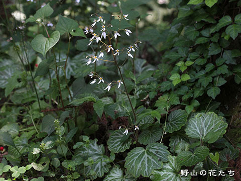 ユキノシタ 野山の花たち 東北と関東甲信越の花
