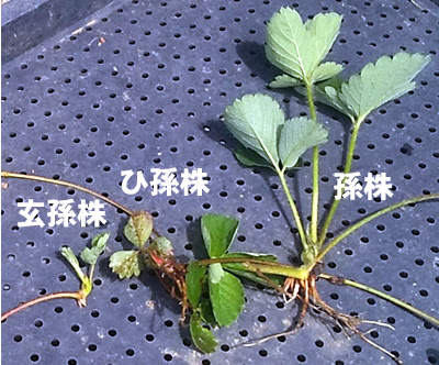 家庭菜園 イチゴの育て方