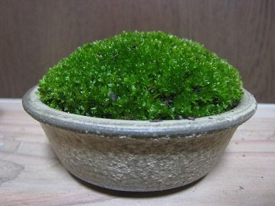 苔の育て方 飾りたいコケ
