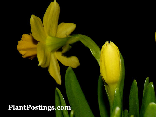 mini-daffs5