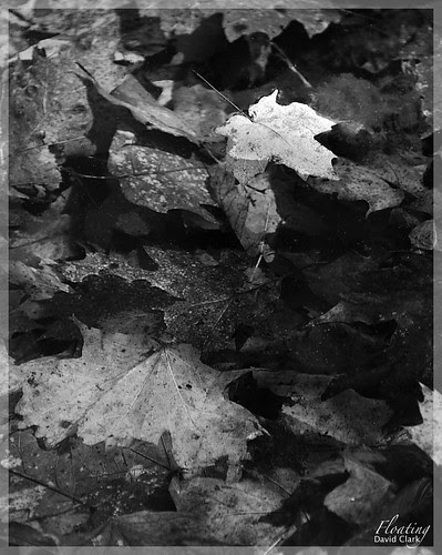 A white maple leaf floating in a puddle, filled with decaying and waterlogged leaves.