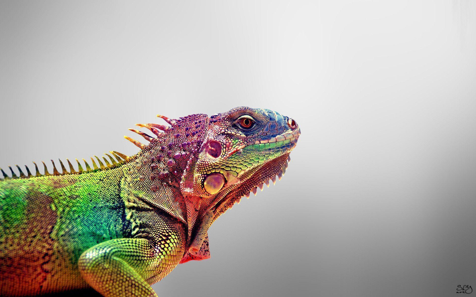  Iguana  Wallpapers  Wallpaper  Cave
