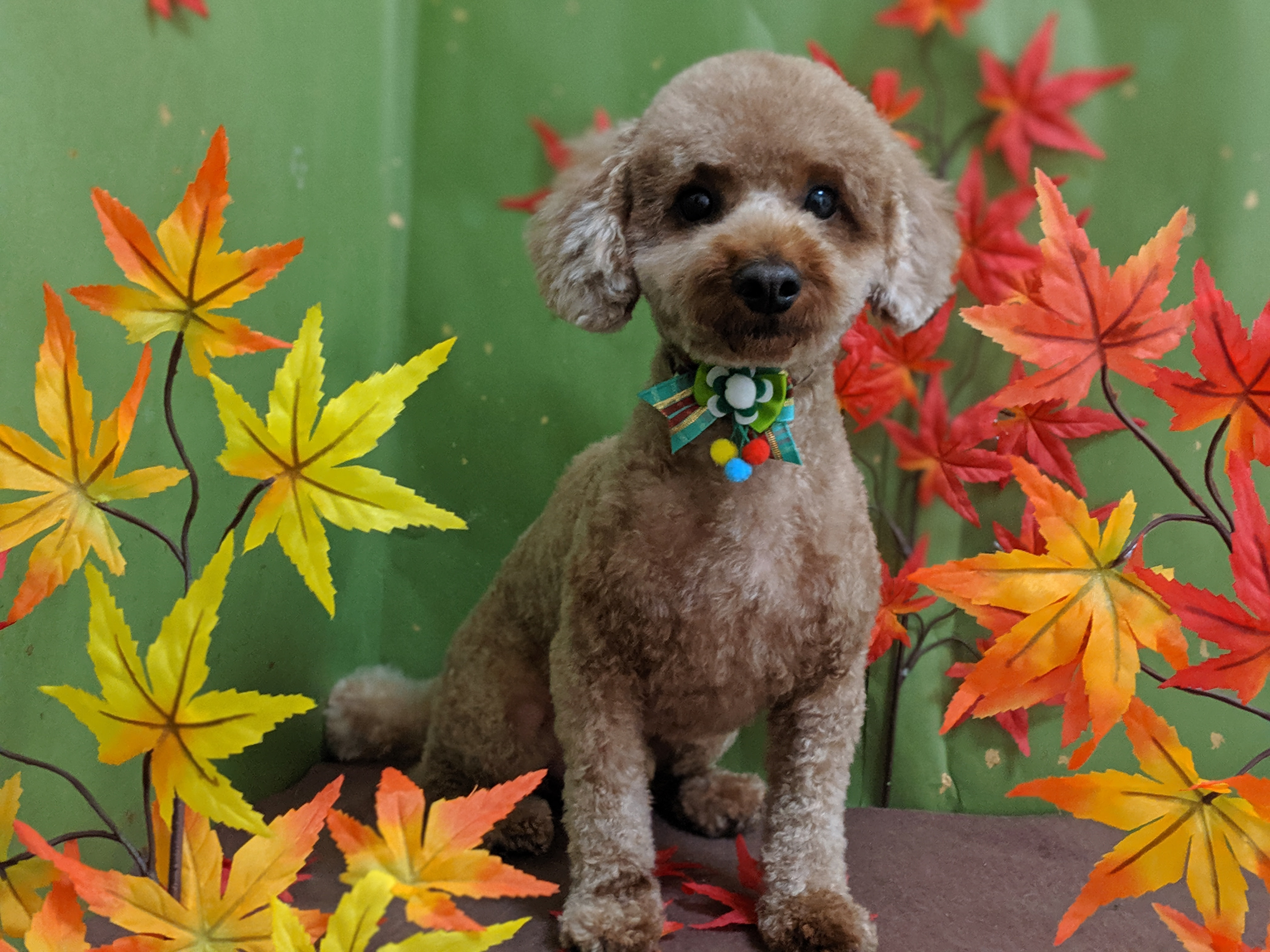 今日のワンコ トイプードル トイ プードルの Dog Salon Sou 蒼