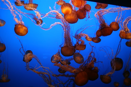 jellies