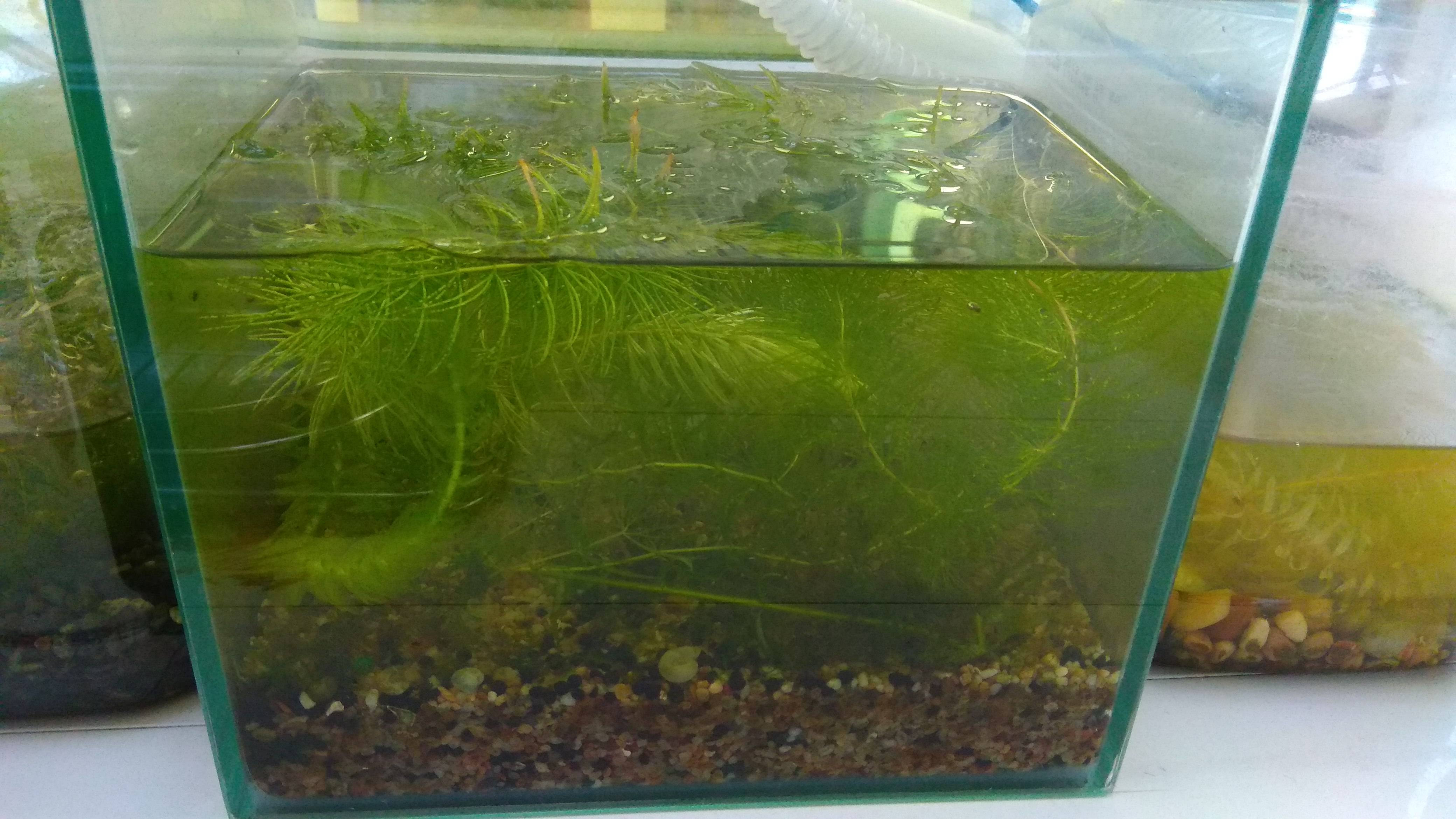 同種の職業お気に入り金魚水槽藻 Prml5 Jp
