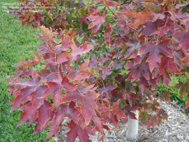 PlantFiles Pictures: Shantung Maple, Purpleblow Maple ...