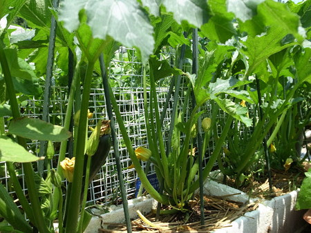 ズッキーニ栽培 支柱立て 立体栽培 暇人主婦の家庭菜園 楽天ブログ