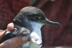 Manx Shearwater