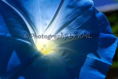 macro shot of a blue morning glory