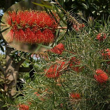 カリステモン ブラシノキ キンポウジュ とは ヤサシイエンゲイ