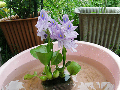 ホテイアオイの花 10 08 08 おくさまのひとりごと２