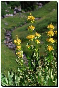 Gentiane_jaune_02