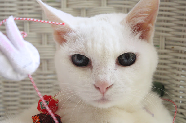 しろいねこ Vol 2すえこ