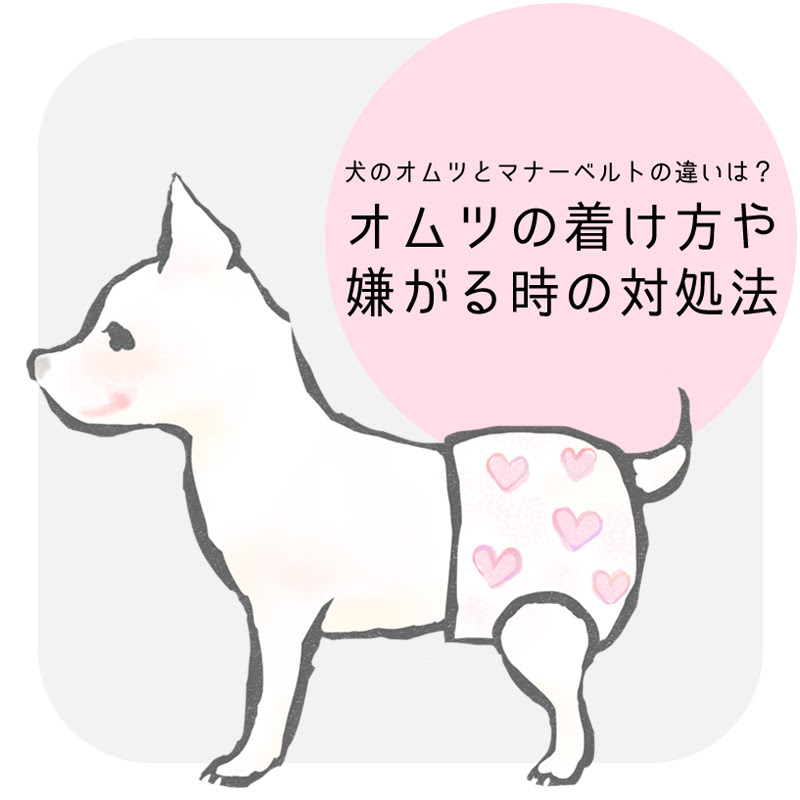 犬のオムツとマナーベルトの違いは オムツの着け方や嫌がる時の対処法について
