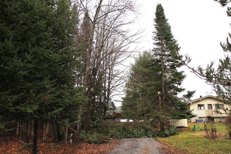 mircroburst across the driveway