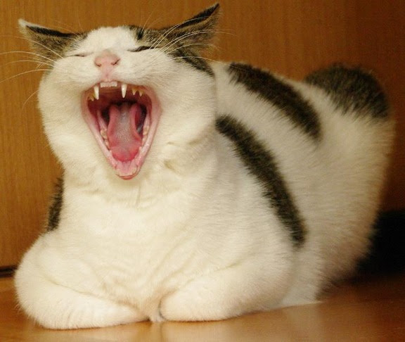 猫の口はかわいい 特に舌 閉じている時の口の形もいいよね 猫画像まとめ もふぬこ動画 画像