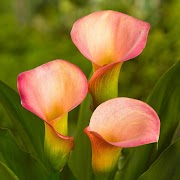 Inspirasi Terkini Calla Lily, Gambar Bunga