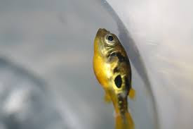 pea puffer
