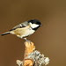 Coal tit 