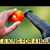 very simple homemade cheap Remedy for outstanding performance