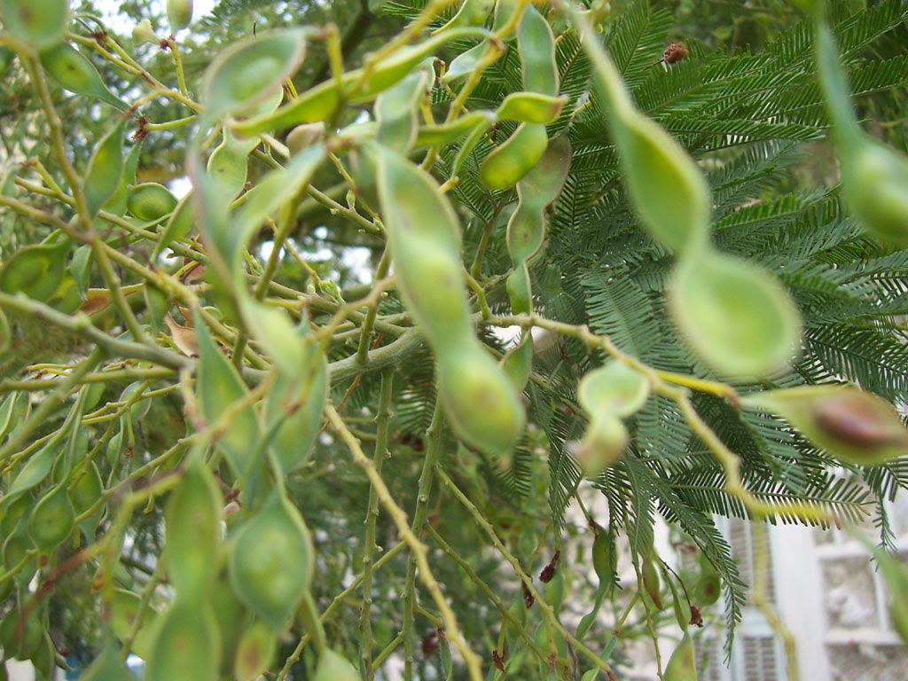 Photo de fruits de mimosa