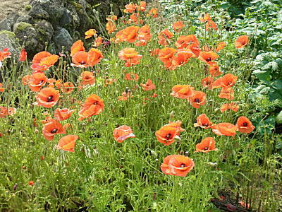 この花なんだ ナガミヒナゲシ ヒナゲシ すわ Updating Details Diary