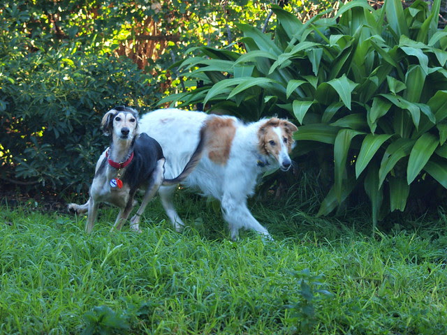 Bella and Arya