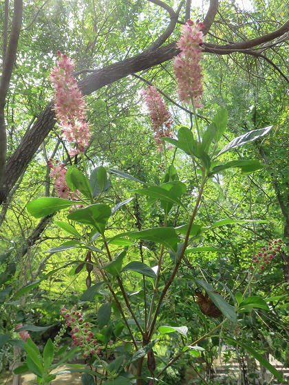 ピンク色のブラシのような花です アメリカリョウブ この花の名前なんていうの