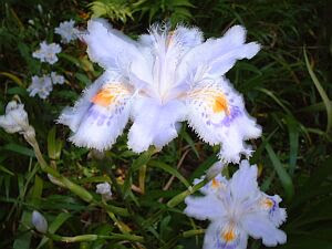 シャガ しゃが 著莪 の花言葉 花言葉事典