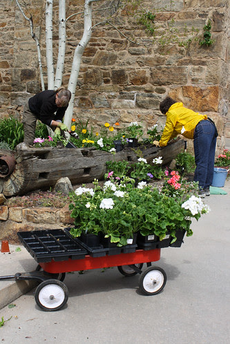 Guild Members Plant