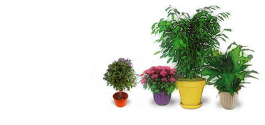 万年青 おもと 観葉植物 Com