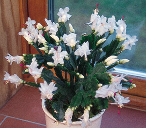 クリスマスカクタス シャコバサボテン の花言葉 花言葉事典