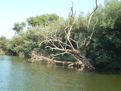 arbre mort.jpg