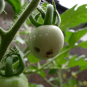 トマトにつく虫 やさいのいろは