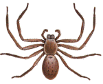Huntsman Spider