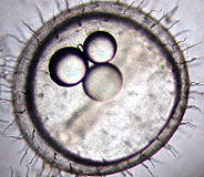 メダカの発生 2日目から孵化まで