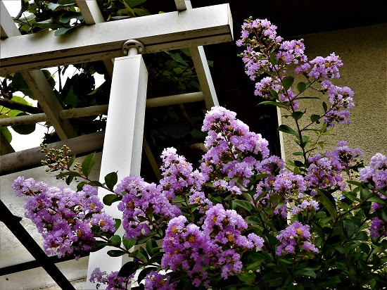 22 薄紫色の百日紅 Noririの庭