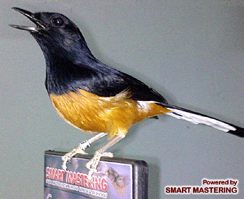 Burung Murai Batu