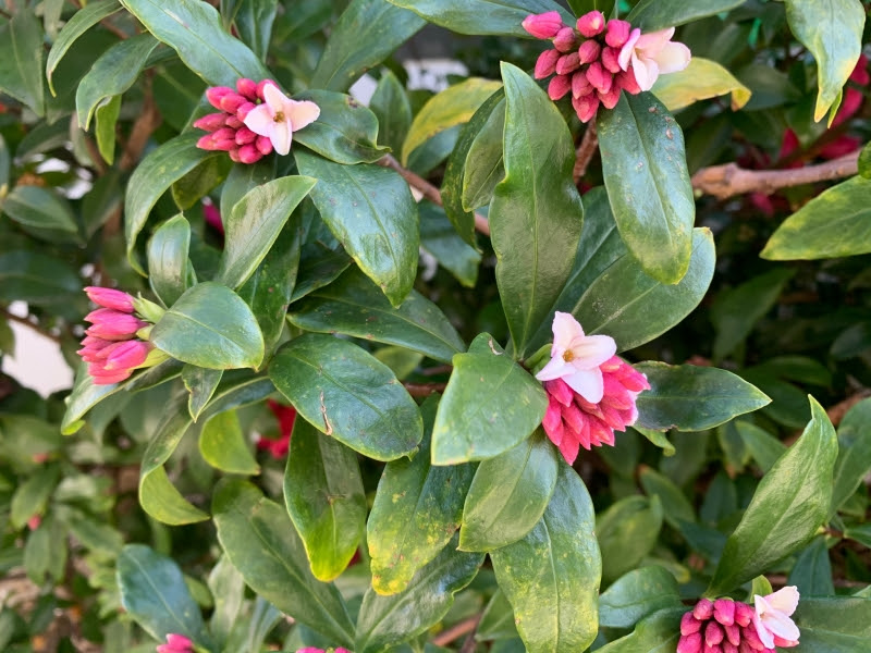 沈丁花 じんちょうげ 花を楽しむブログ