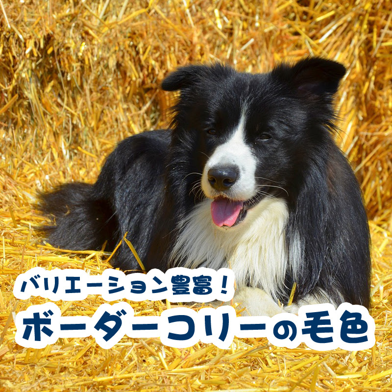マールやトライカラー スムースとロング ボーダーコリーの豊富な毛色をご紹介 犬の総合情報サイト ペットスマイルニュースforワンちゃん