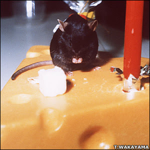 http://news.bbc.co.uk/nol/shared/spl/hi/pop_ups/07/sci_nat_cloning_hall_of_fame/img/2.jpg