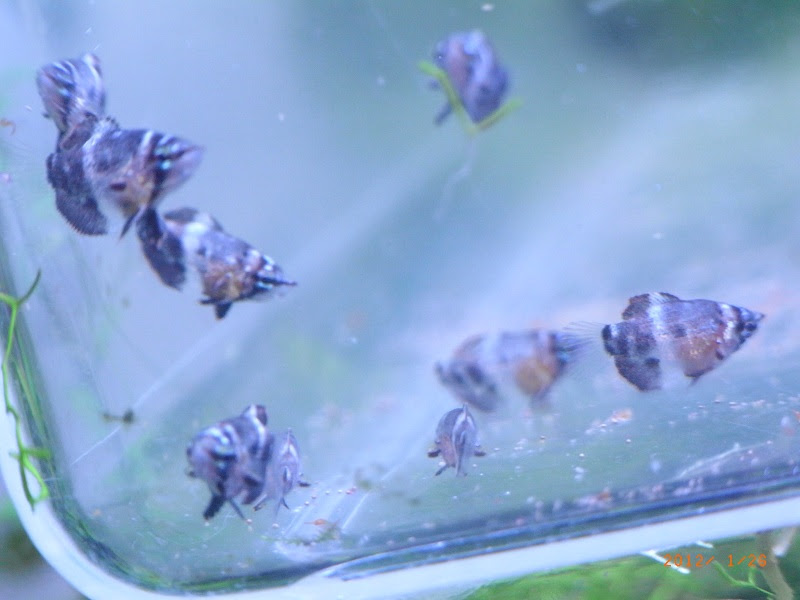 チョコレートグラミー 生き物コーディング